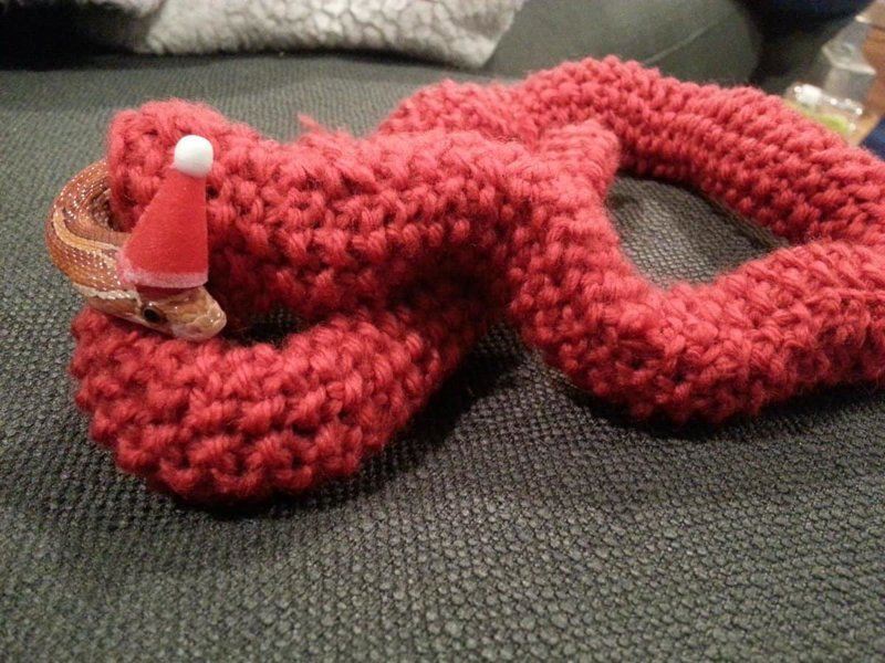 Необычный подарок: рождественский свитер для змеи