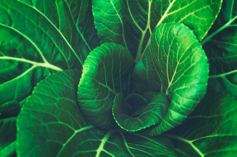 6 продуктов, которые добавят бодрости, Зеленый салат
