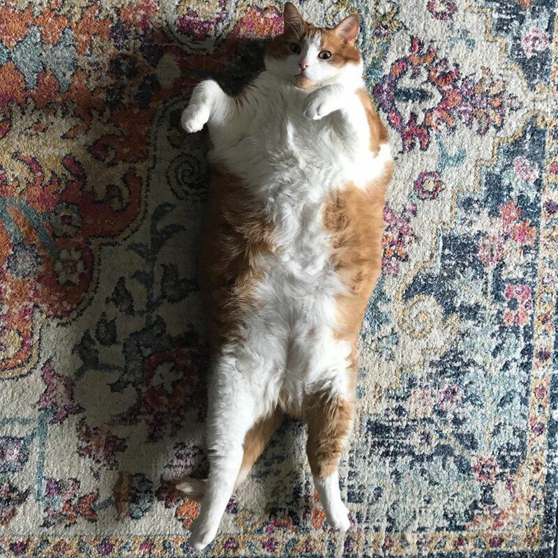 Толстый котяра бочкой скатился на пол после того, как его